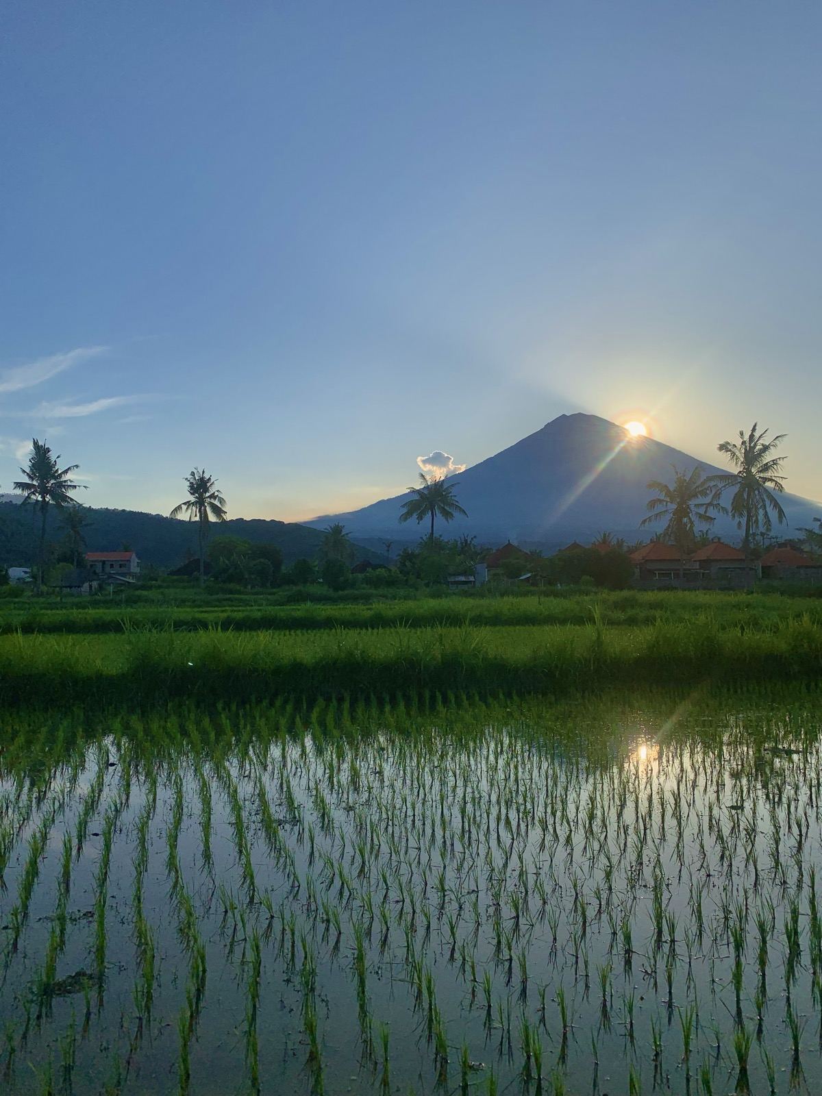 Sunrise behind Mount Agung reflected in a rice field