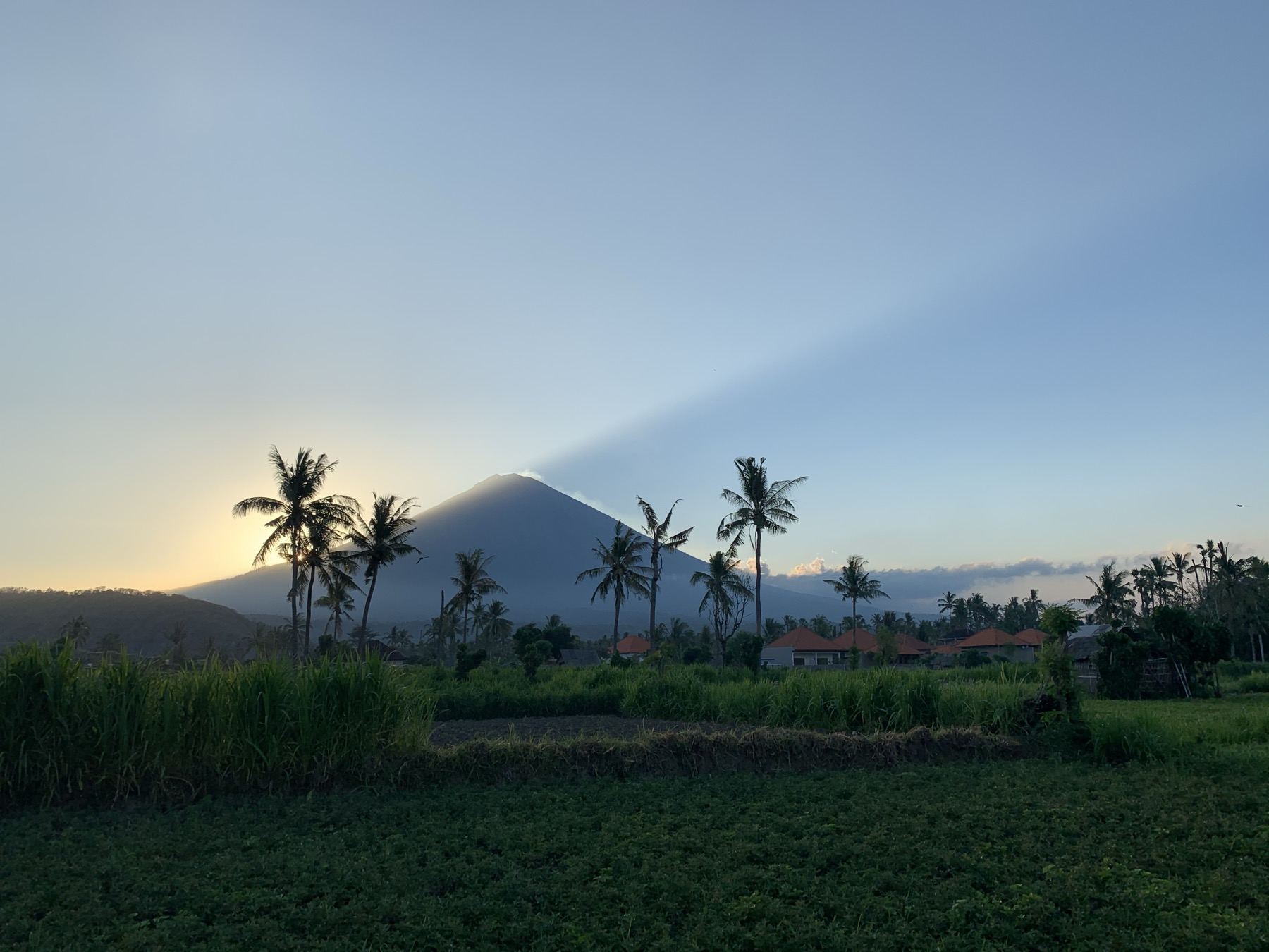 Mount Agung at sunrise behind palm trees