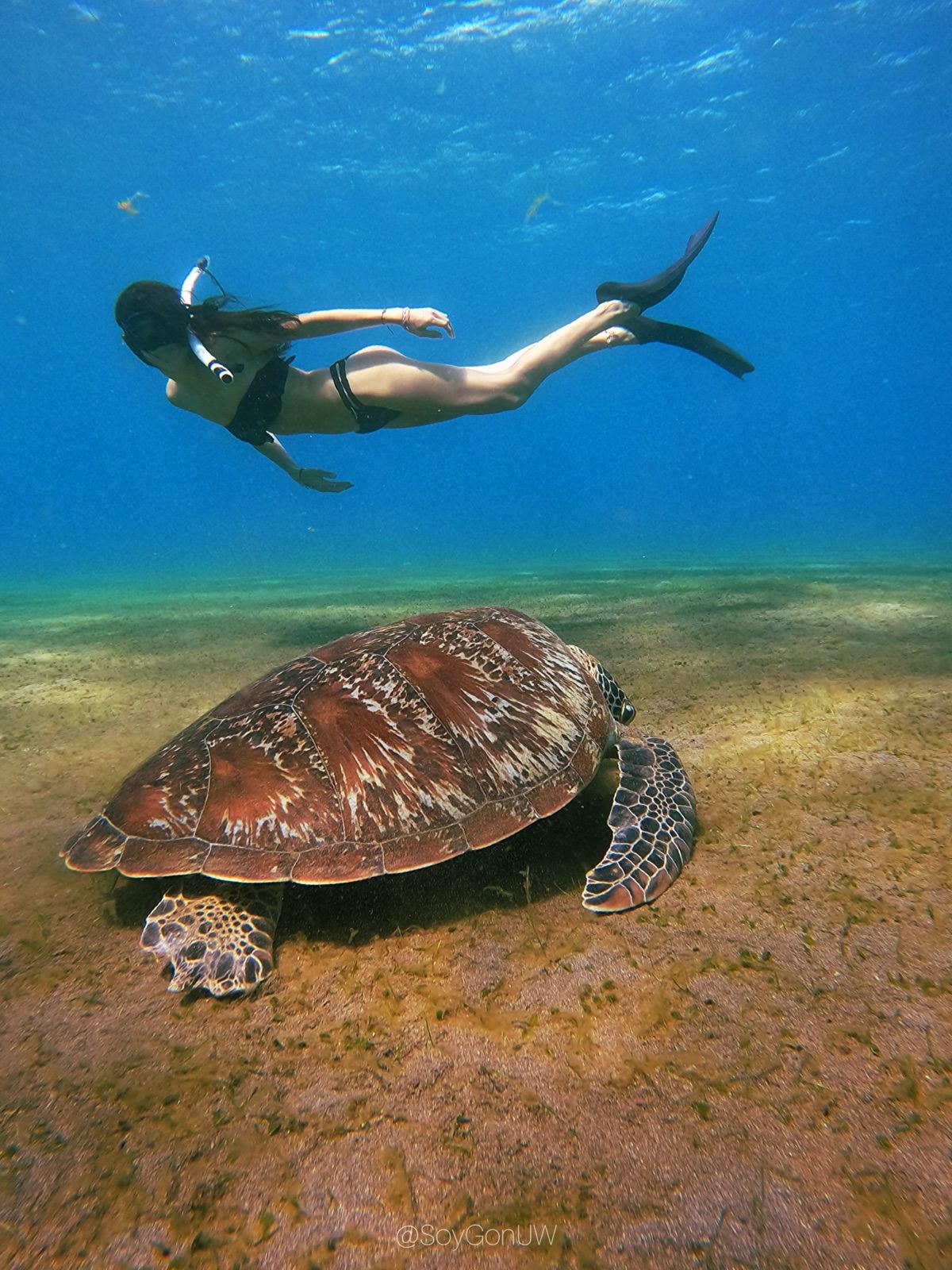 A swimmer gliding above a green sea turtle