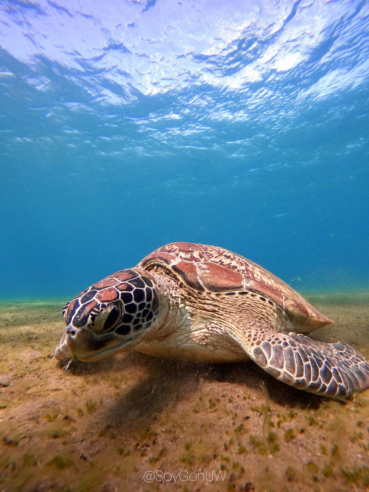 Green sea turtle resting on a seagrass bed